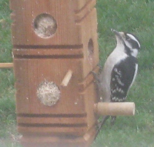  DOWNY WOODPECKER 