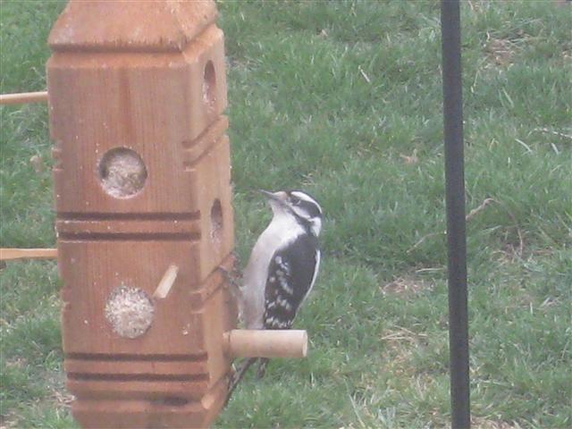  DOWNY WOODPECKER 