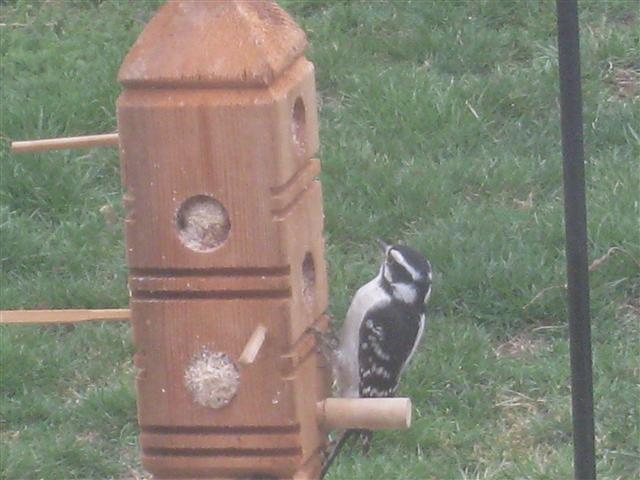  DOWNY WOODPECKER 