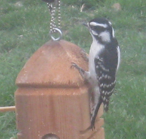  DOWNY WOODPECKER 