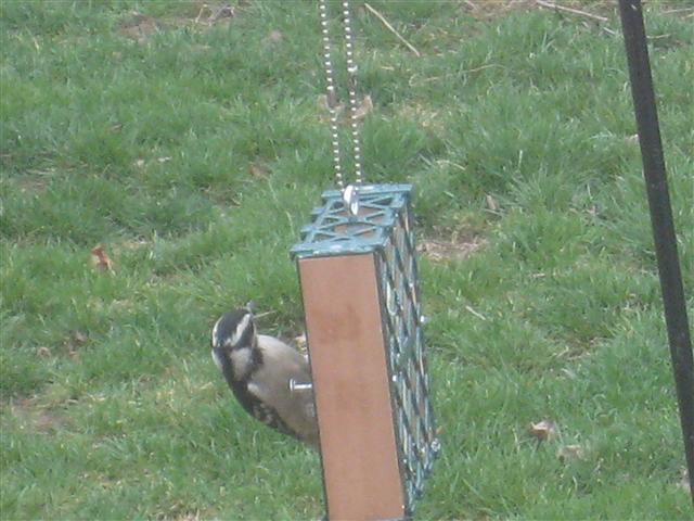  DOWNY WOODPECKER 