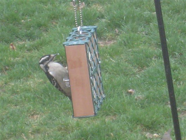  DOWNY WOODPECKER 