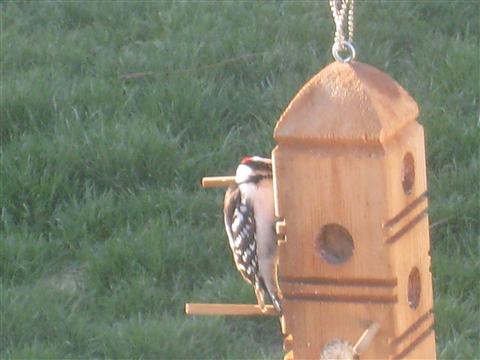  DOWNY WOODPECKER 