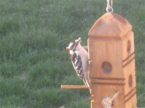  DOWNY WOODPECKER 