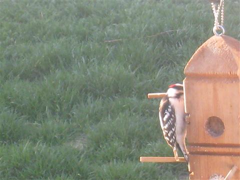  DOWNY WOODPECKER 