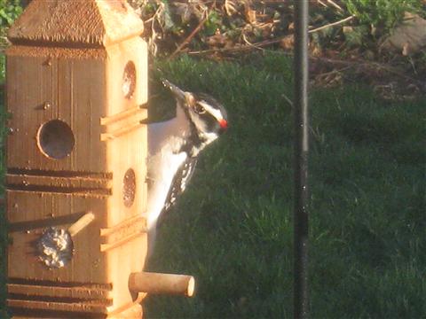  HAIRY WOODPECKER 