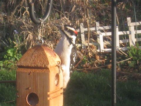  HAIRY WOODPECKER 