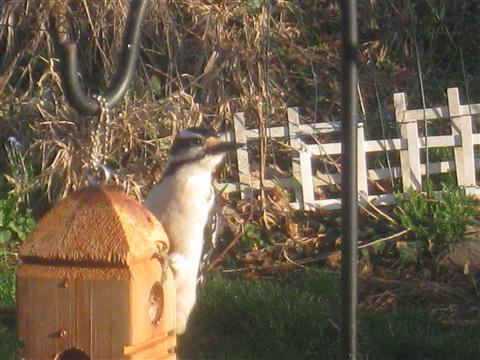  HAIRY WOODPECKER 