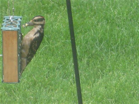  HAIRY WOODPECKER 