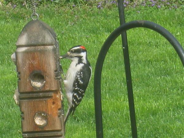  HAIRY WOODPECKER 