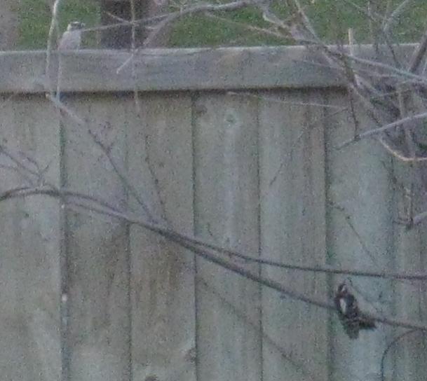 Downy Woodpecker