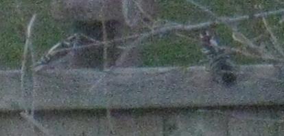 Downy Woodpecker