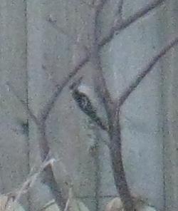 Downy Woodpecker