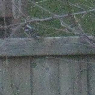 Downy Woodpecker