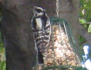  DOWNY WOODPECKER 