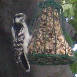  DOWNY WOODPECKER 