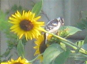  DOWNY WOODPECKER 