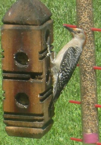  RED-BELLIED WOODPECKER 