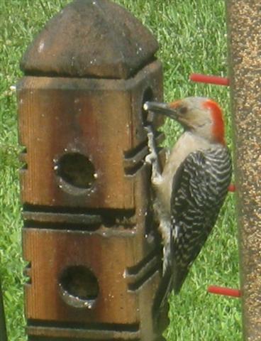  RED-BELLIED WOODPECKER 