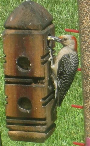  RED-BELLIED WOODPECKER 