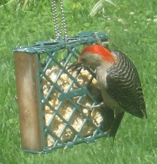  RED-BELLIED WOODPECKER 