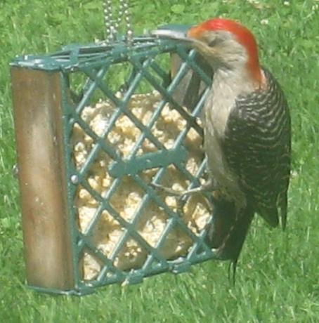  RED-BELLIED WOODPECKER 