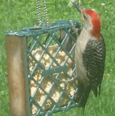  RED-BELLIED WOODPECKER 