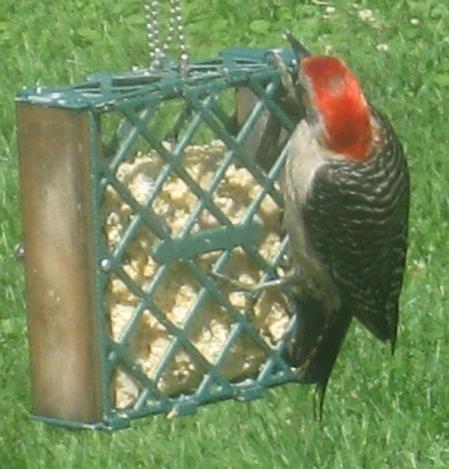  RED-BELLIED WOODPECKER 