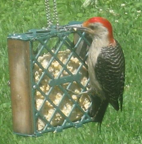  RED-BELLIED WOODPECKER 