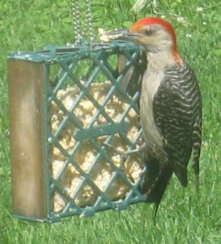  RED-BELLIED WOODPECKER 