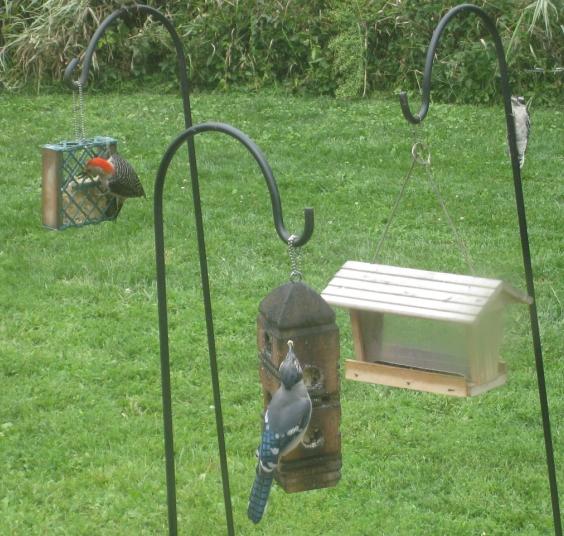  RED-BELLIED WOODPECKER 