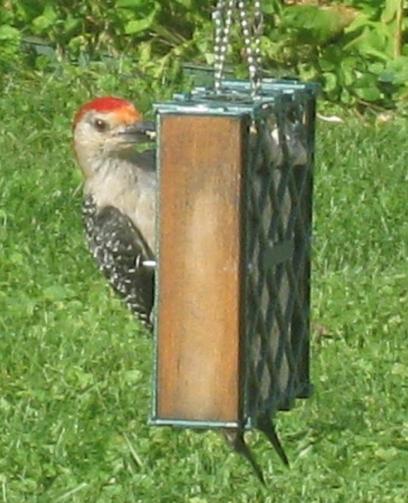  RED-BELLIED WOODPECKER 