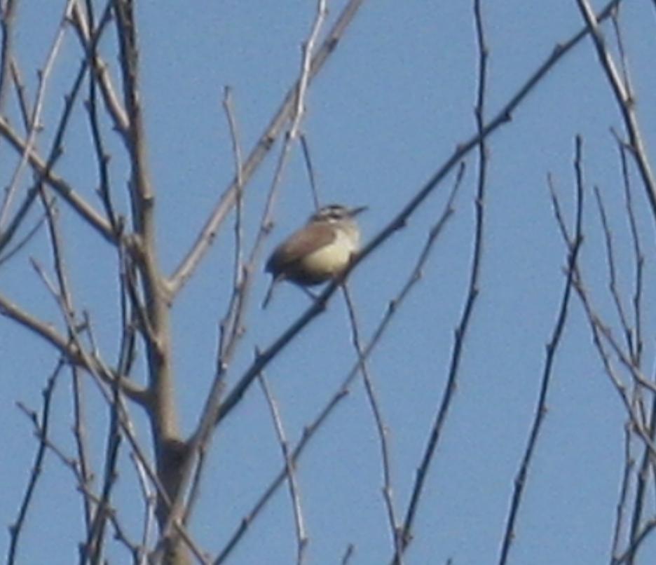  WREN, Bewick's 