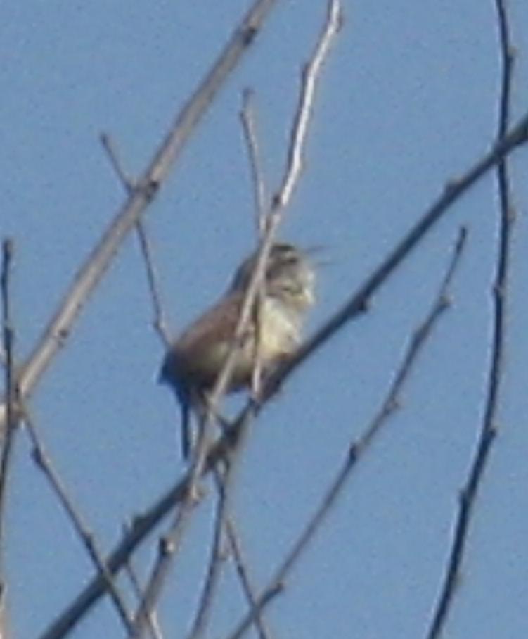  WREN, Bewick's 