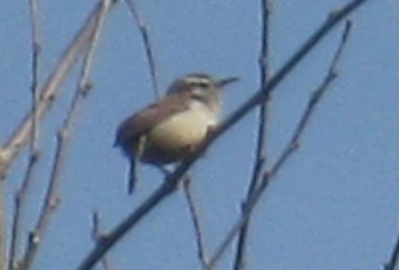  WREN, Bewick's 