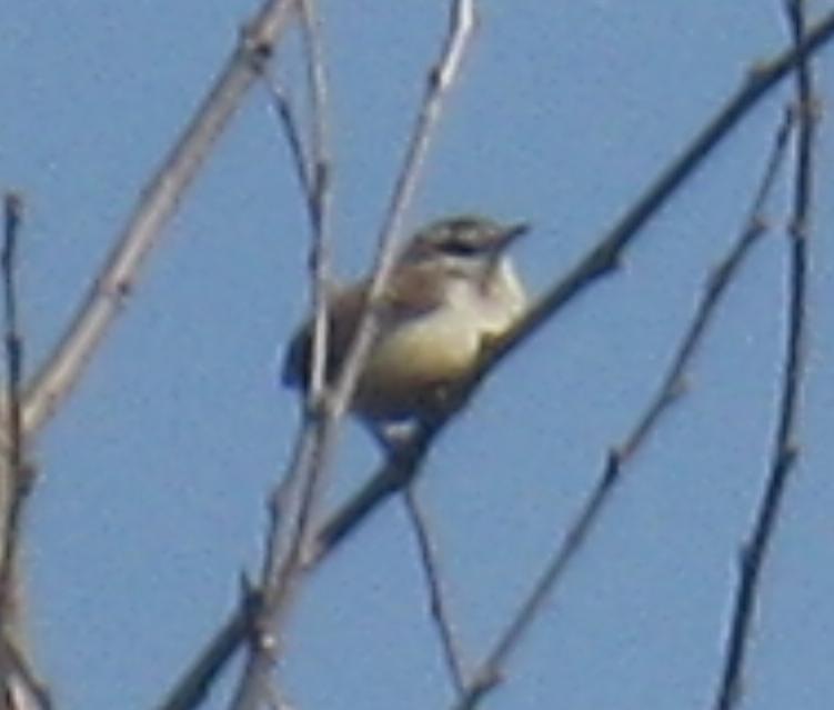  WREN, Bewick's 