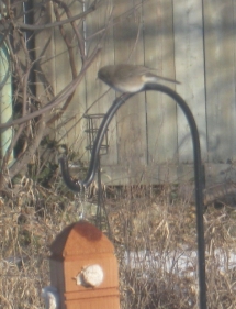  Yellow Wren 